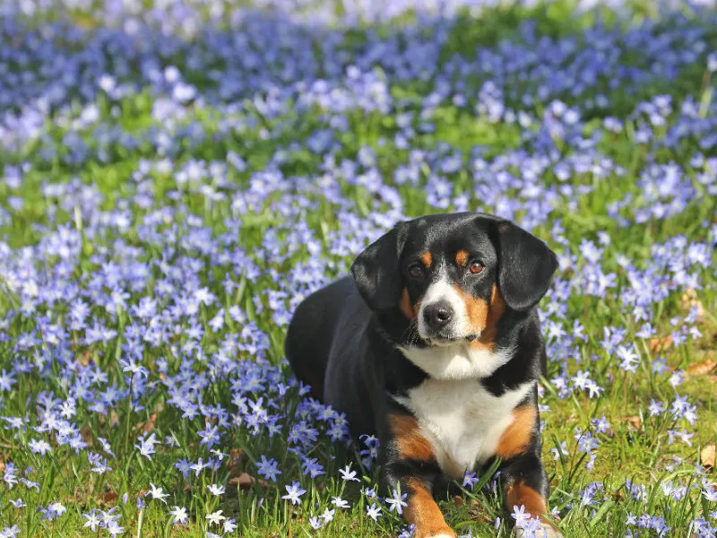 Entlebucher Sennenhund im Frühling