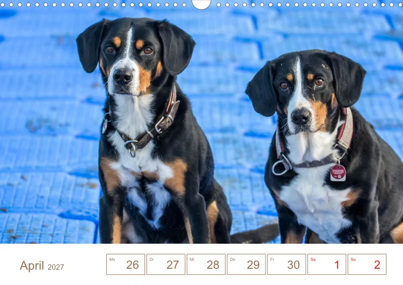 Entlebucher Sennenhunde/Wochenkalender