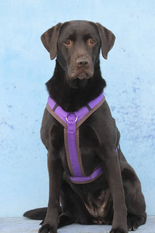 Labrador