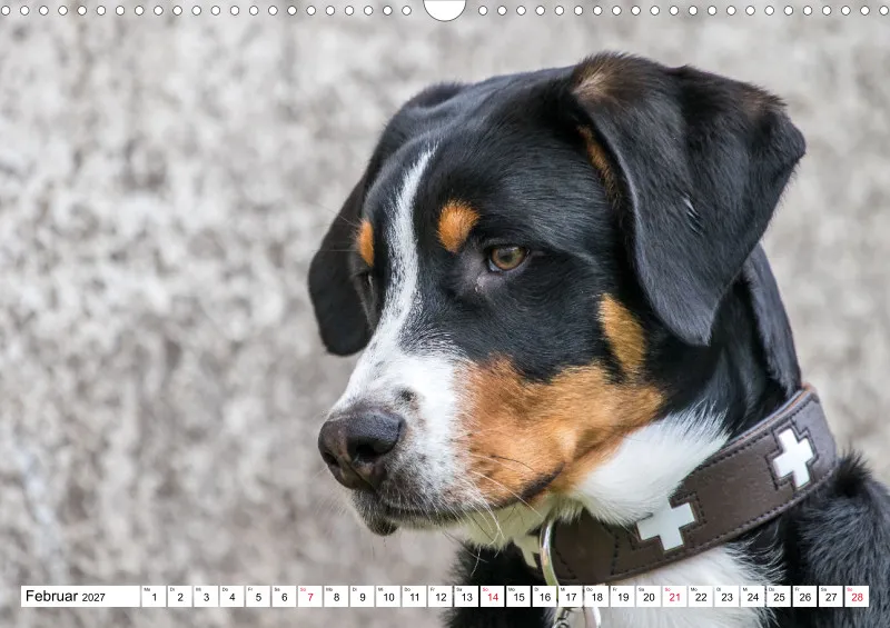 Grosser Schweizer Sennenhund