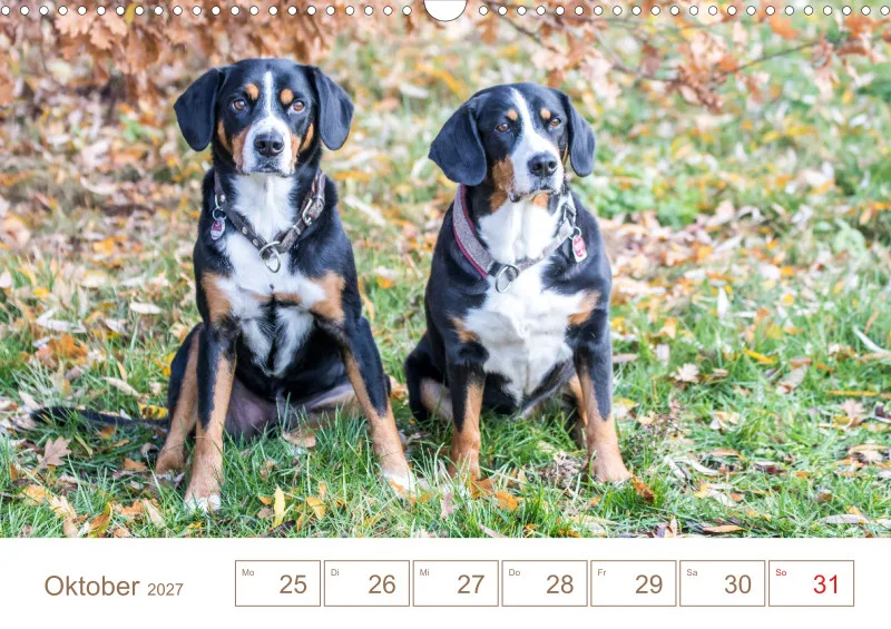 Entlebucher Sennenhunde/Wochenkalender