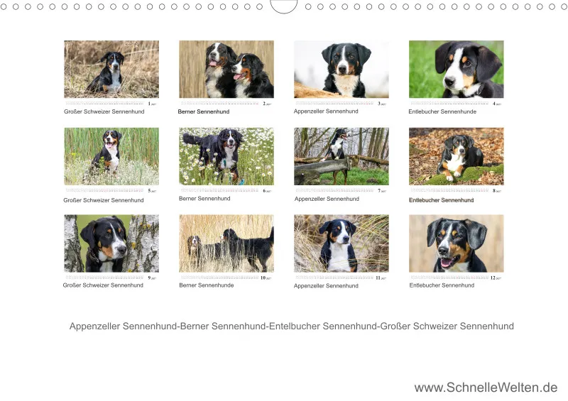 Sennenhund Rassen