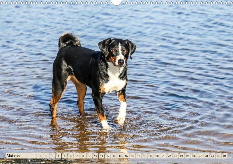 Appenzeller Sennenhunde