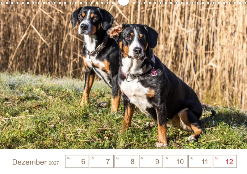 Entlebucher Sennenhunde/Wochenkalender