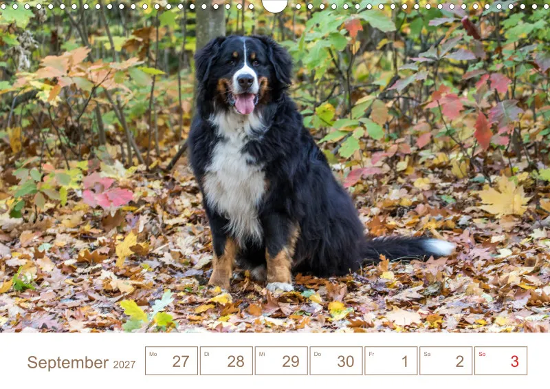 Berner Sennenhunde