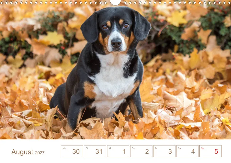 Entlebucher Sennenhunde/Wochenkalender