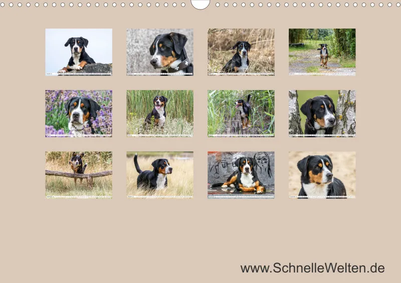 Grosser Schweizer Sennenhund