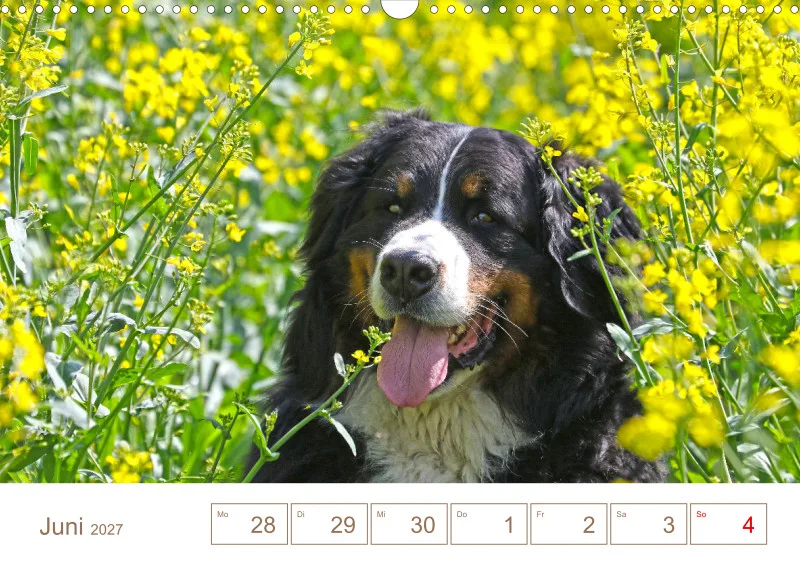 Berner Sennenhunde