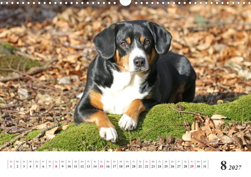 Sennenhund Rassen