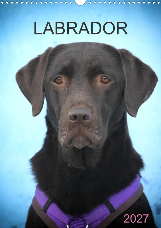 Labrador