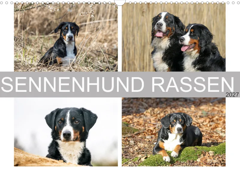 Sennenhund Rassen