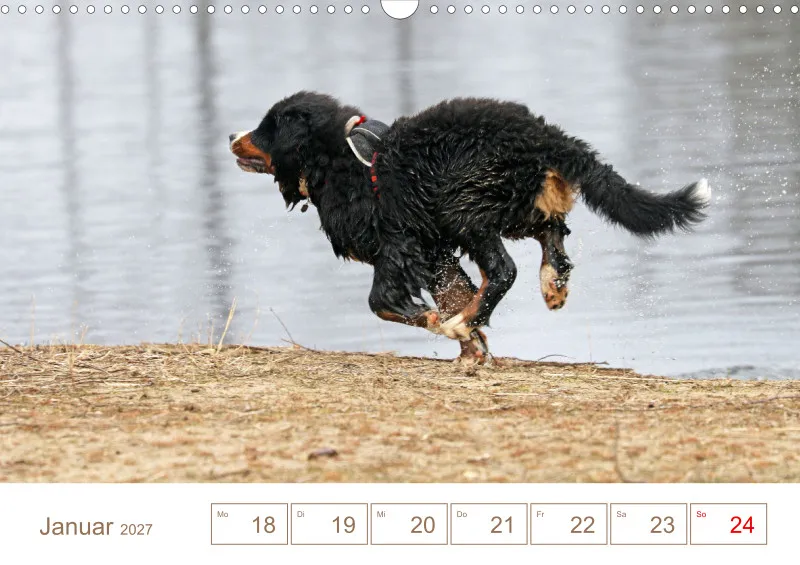 Berner Sennenhunde
