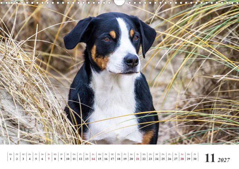 Sennenhund Rassen