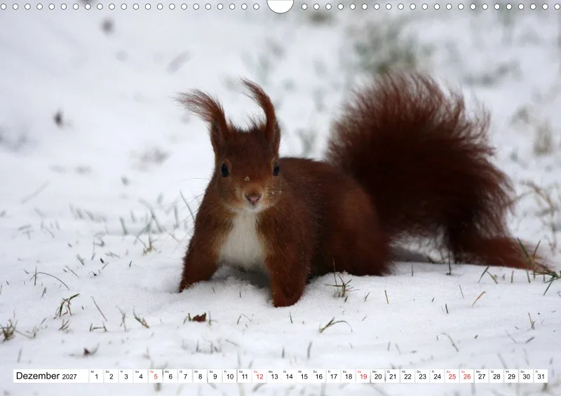 Eichhörnchen