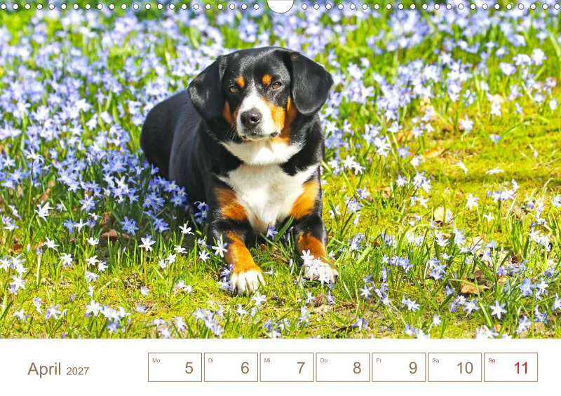 Entlebucher Sennenhunde/Wochenkalender