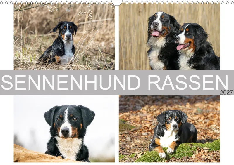 Sennenhund Rassen