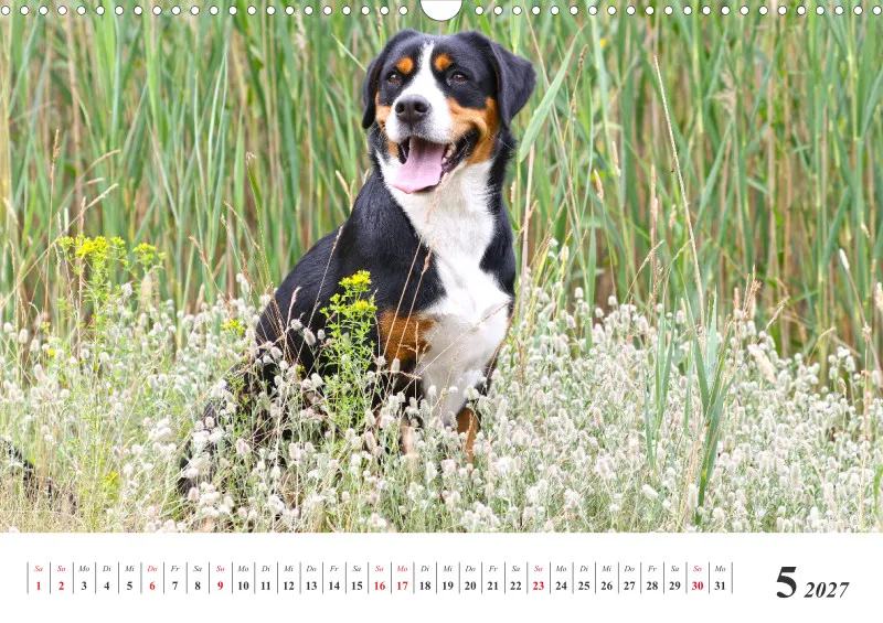 Sennenhund Rassen