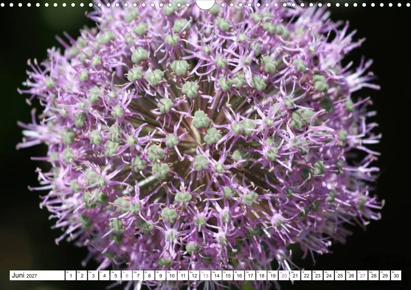 Allium