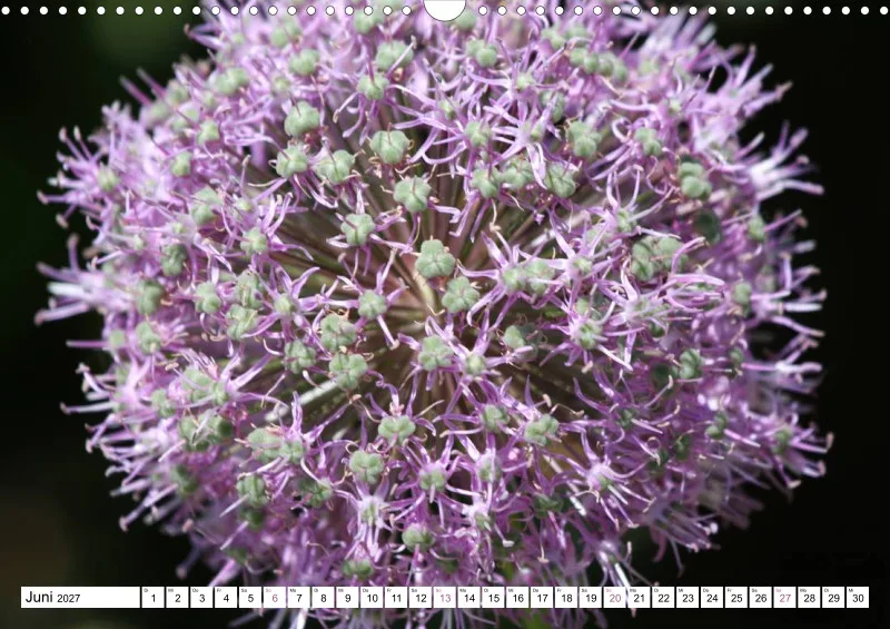Allium