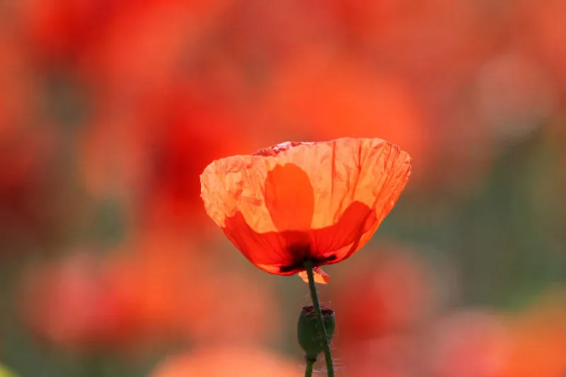 Mohnblüte