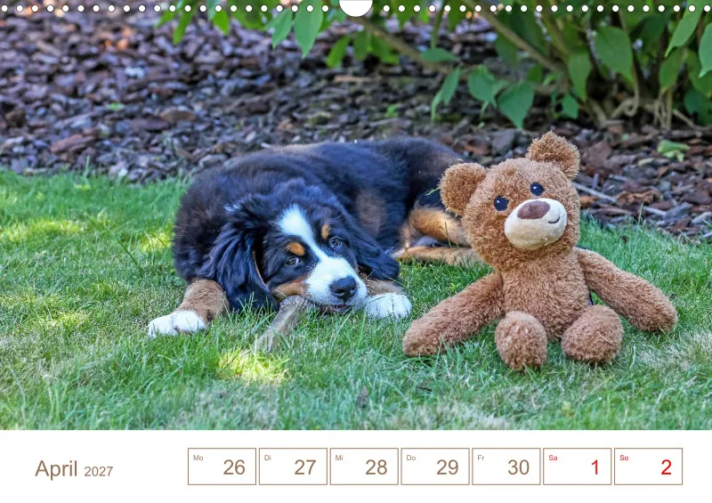 Berner Sennenhunde