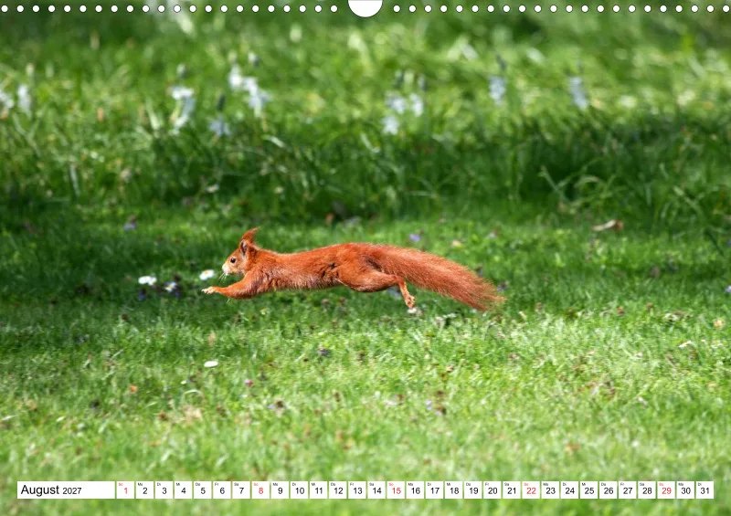 Eichhörnchen