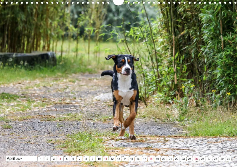 Grosser Schweizer Sennenhund