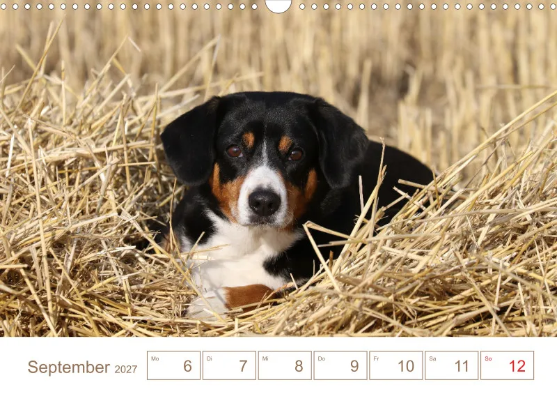 Entlebucher Sennenhunde/Wochenkalender