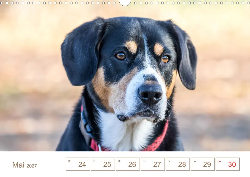 Entlebucher Sennenhunde/Wochenkalender