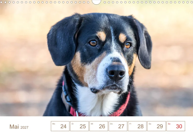 Entlebucher Sennenhunde/Wochenkalender
