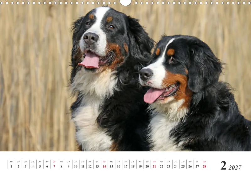 Sennenhund Rassen