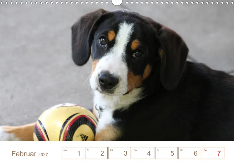 Entlebucher Sennenhunde/Wochenkalender