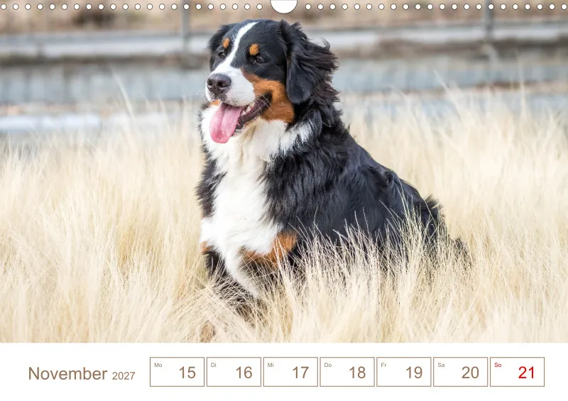 Berner Sennenhunde