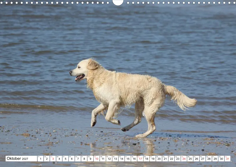 Weiße Retriever am Strand