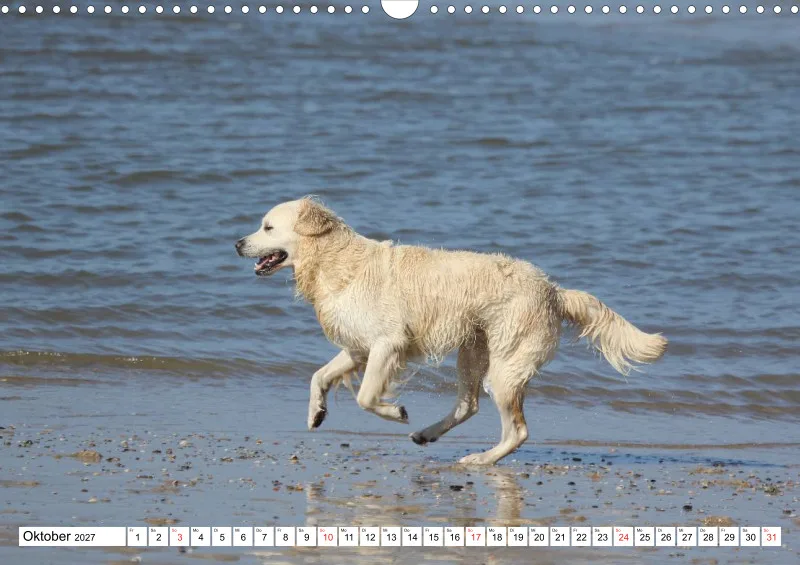 Weiße Retriever am Strand