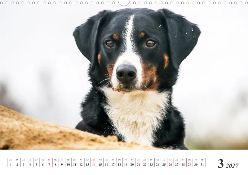 Sennenhund Rassen