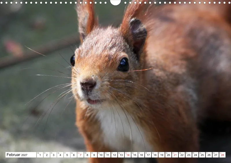 Eichhörnchen