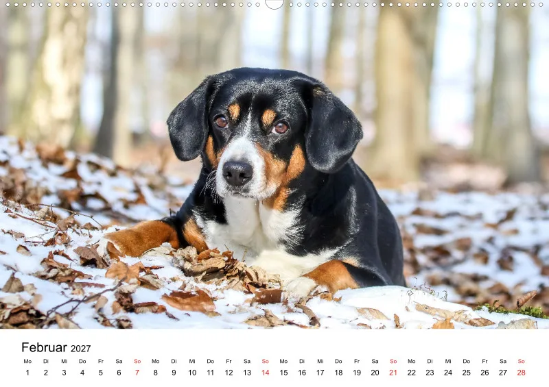 Entlebucher Sennenhund