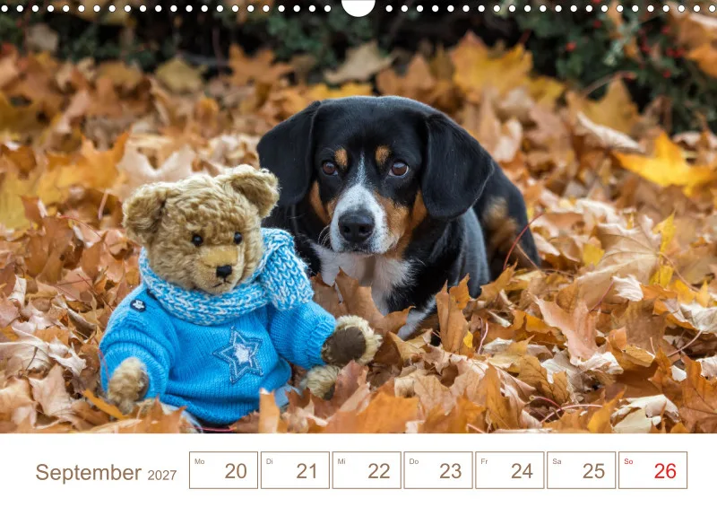 Entlebucher Sennenhunde/Wochenkalender