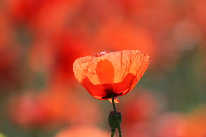 Mohnblüte