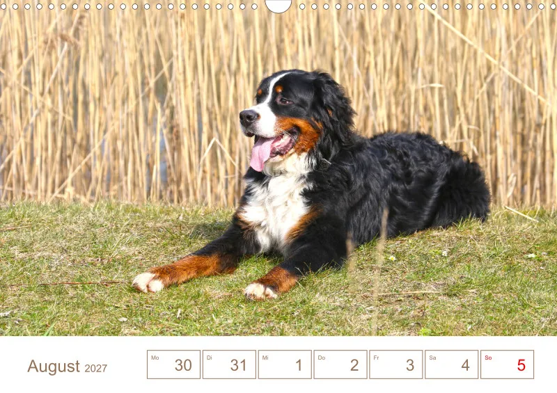 Berner Sennenhunde