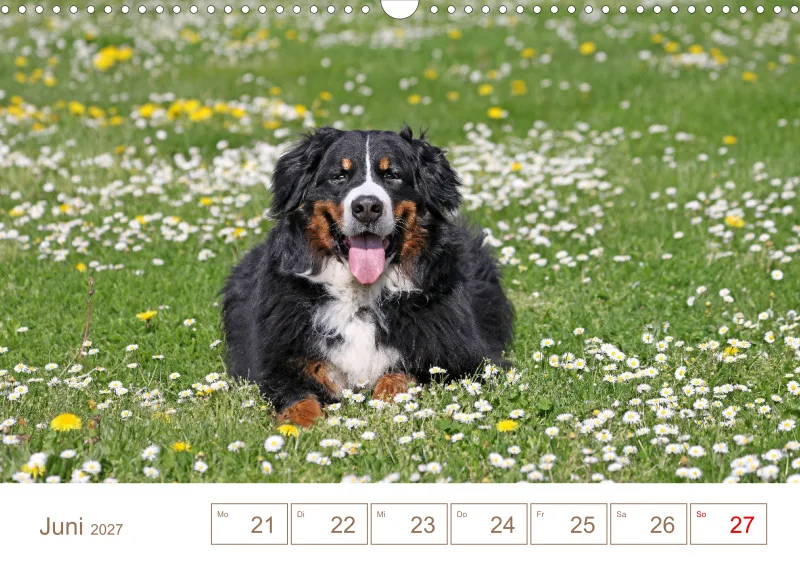 Berner Sennenhunde