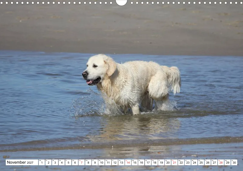 Weiße Retriever am Strand