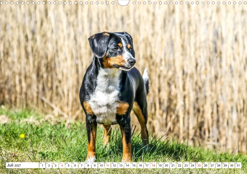 Entlebucher Sennenhund