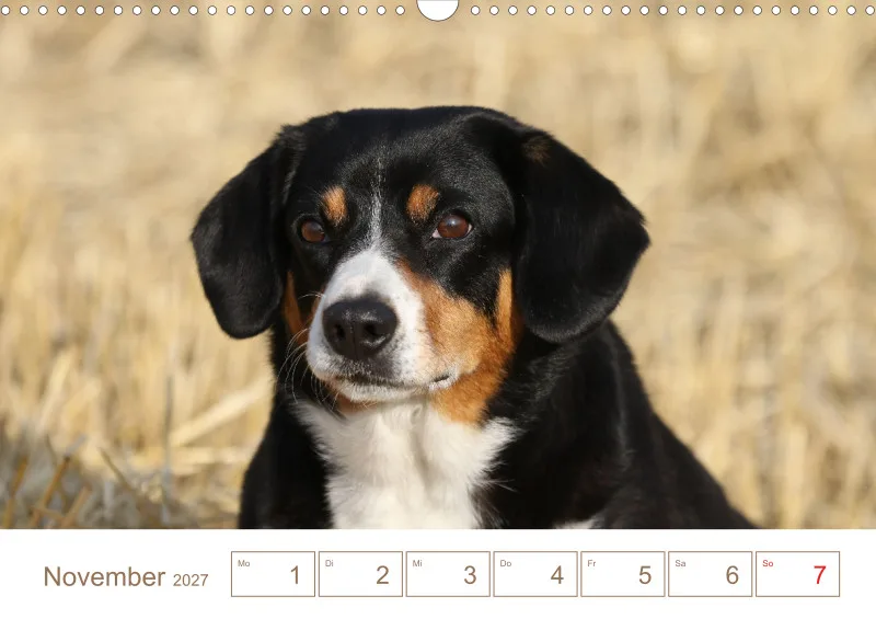 Entlebucher Sennenhunde/Wochenkalender