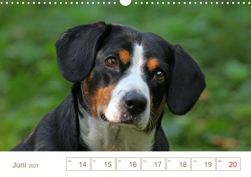 Entlebucher Sennenhunde/Wochenkalender