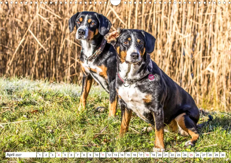 Entlebucher Sennenhund