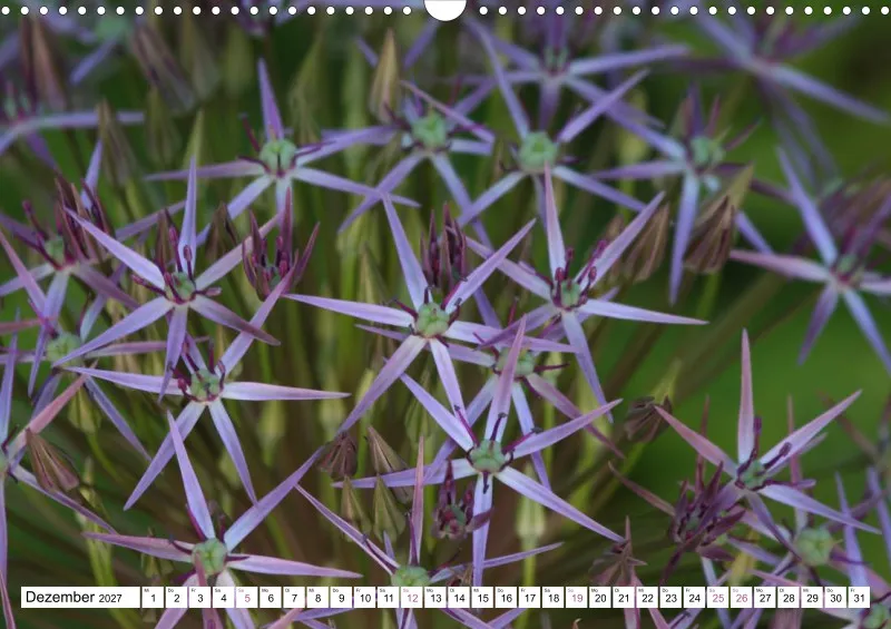 Allium