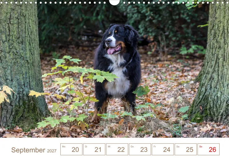 Berner Sennenhunde