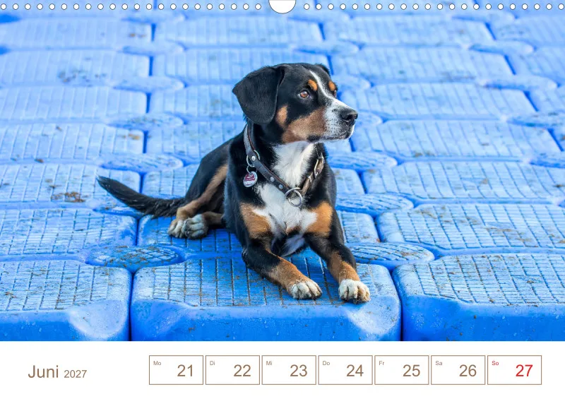 Entlebucher Sennenhunde/Wochenkalender